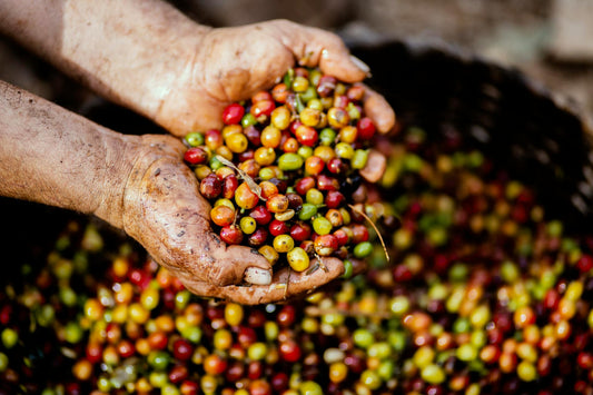your coffee is changing; thank climate change